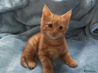 Mixed Breed cats Beautiful kittens VIDEOS - Advert 3