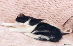 British Longhair cats for sale: 4 Beautiful Kittens - Image 4