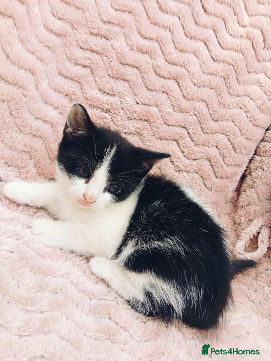 British Longhair cats for sale: 4 Beautiful Kittens - Image 4