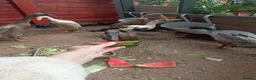 Mixed Breed livestock for sale: Indian Runner ducks  - Advert 5