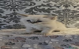 Ragdoll cats for sale: Lilac and blue tica ans Gccf registered ragdolls. - Image 15