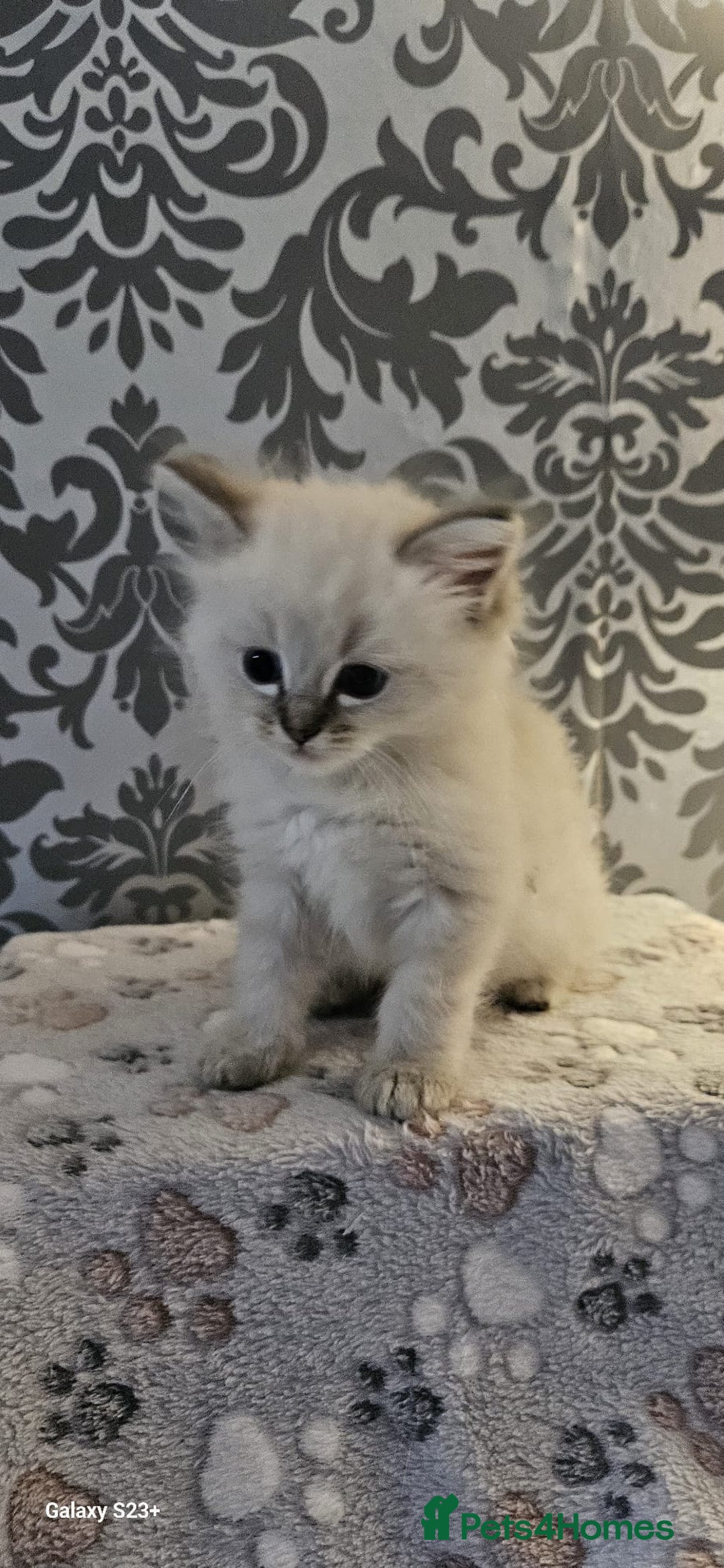Ragdoll cats for sale: Lilac and blue tica ans Gccf registered ragdolls. - Image 15