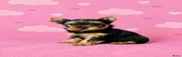 Yorkshire Terrier dogs for sale: Outstanding Show Quality RKC Registered Puppies - Advert 6