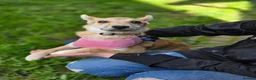 Mixed Breed dogs for adoption: ❤️🐶 BAMBI – SOFT NATURE, BEAUTIFUL BALANCE in Burton-on-Trent - Advert 14