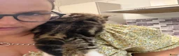 Mixed Breed cats for sale: Tabby kittens  - Advert 4