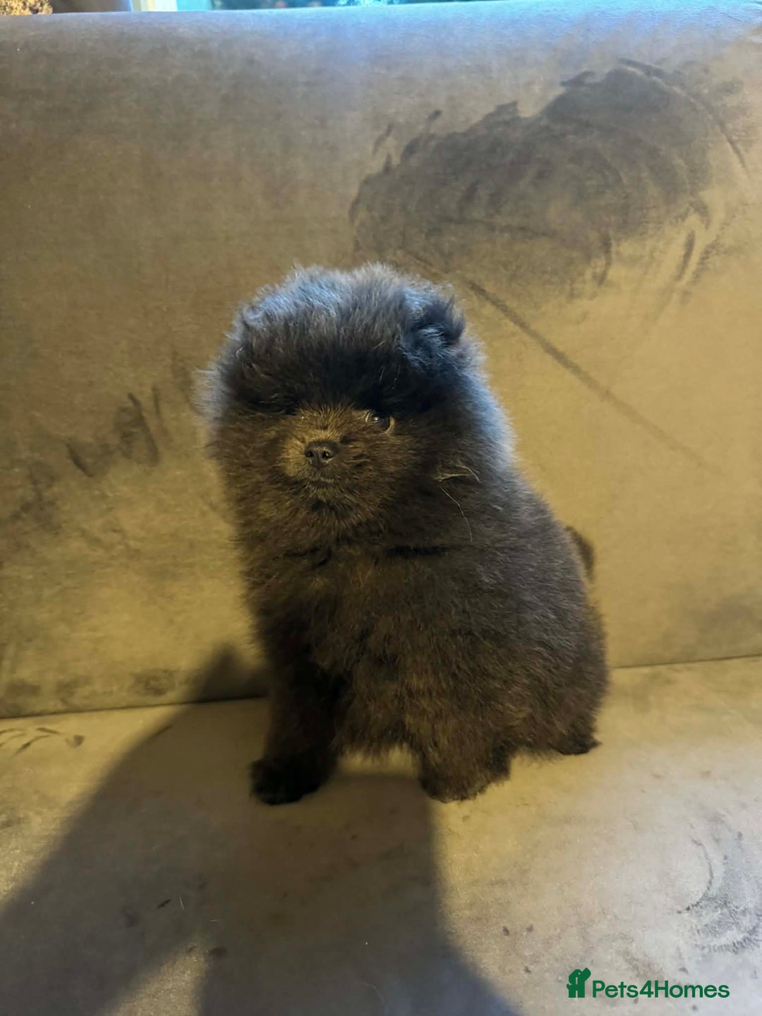 Pomeranian dogs for sale: Gorgeous lilac pomeranian girl. - Advert 4