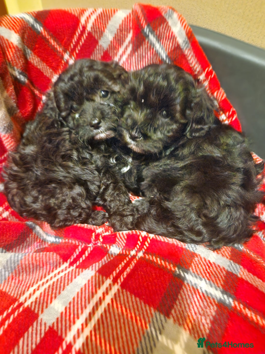 Shihpoo dogs for sale: 6 Georgeous Shipoo Teddy pups - Image 14