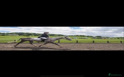Irish Thoroughbred horses for sale: Stunning Thoroughbred Mare,  - Image 4