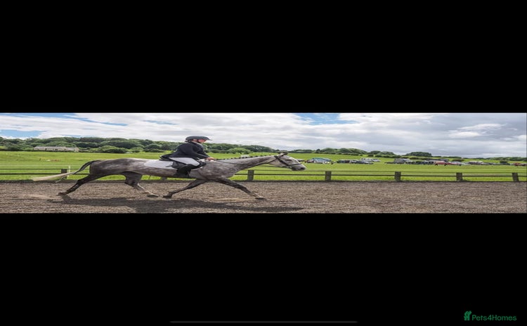 Irish Thoroughbred horses - Advert 15