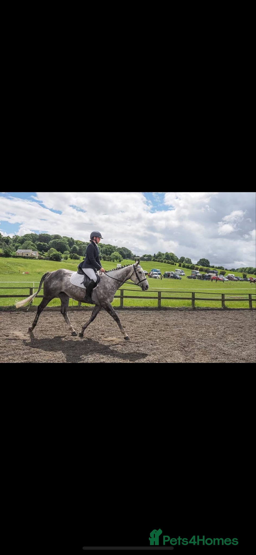 Irish Thoroughbred horses for sale: Stunning Thoroughbred Mare,  - Image 4