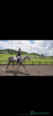 Irish Thoroughbred horses Stunning Thoroughbred Mare, - Advert 9