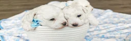 Bichon Frise dogs for sale: Sweet Bichon Frise puppies- Champion Bloodline - Advert 9