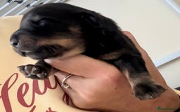 Mixed Breed dogs for sale: French bulldog x daschund - Image 34