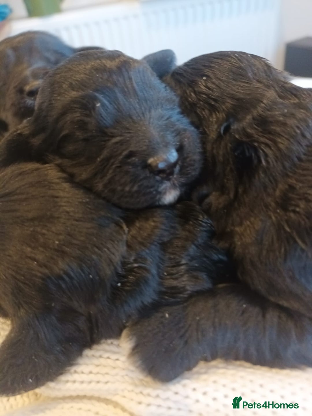 Sproodle dogs for sale: STUNNING SHOW SPRINGAPOO PUPPIES FOR SALE  - Advert 3