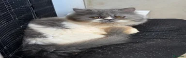 Persian 2