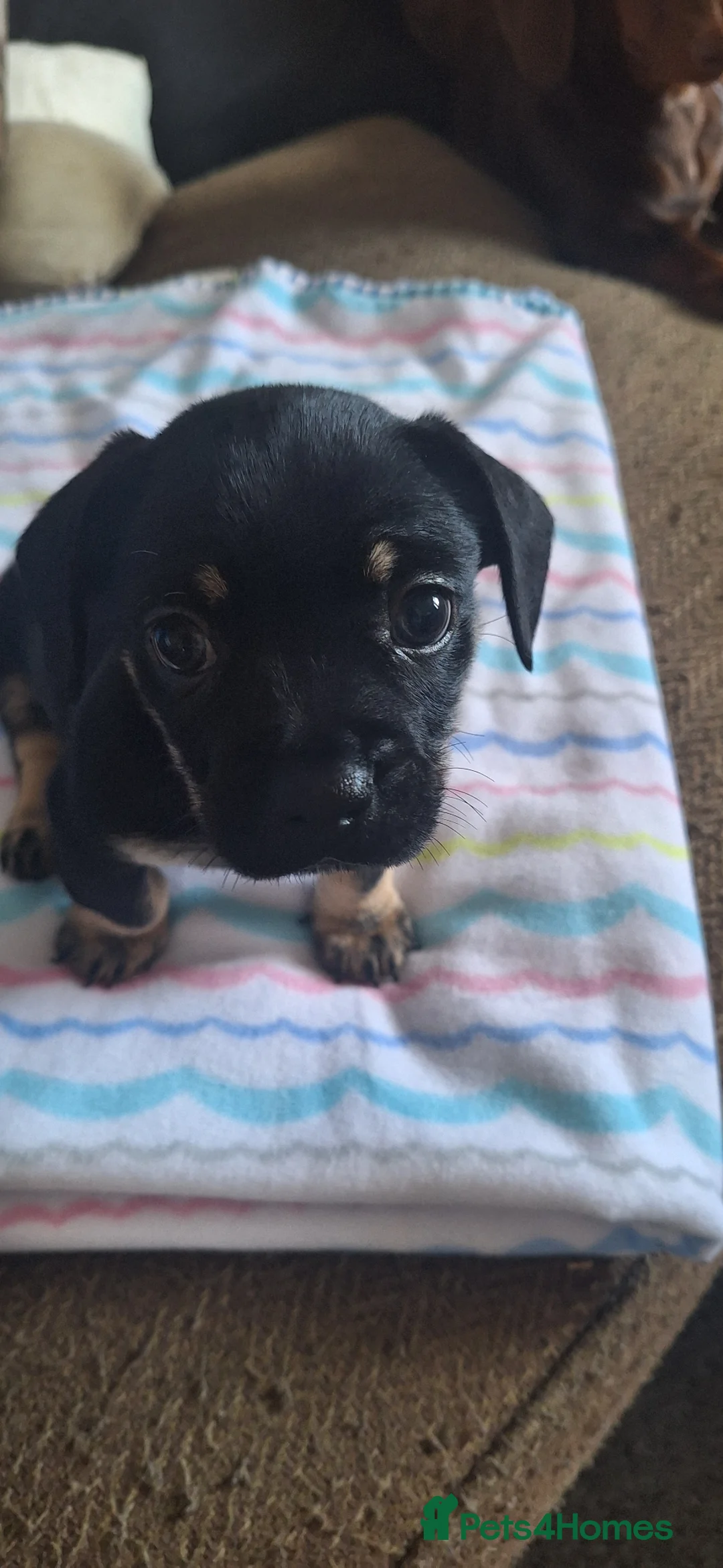 Mixed Breed dogs for sale: 3 mixed breed puppies available  in Mirfield - Advert 1
