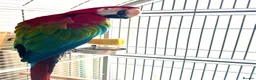 Macaws birds for sale: Male Green-winged Macaw – complete setup in Milton Keynes - Advert 1