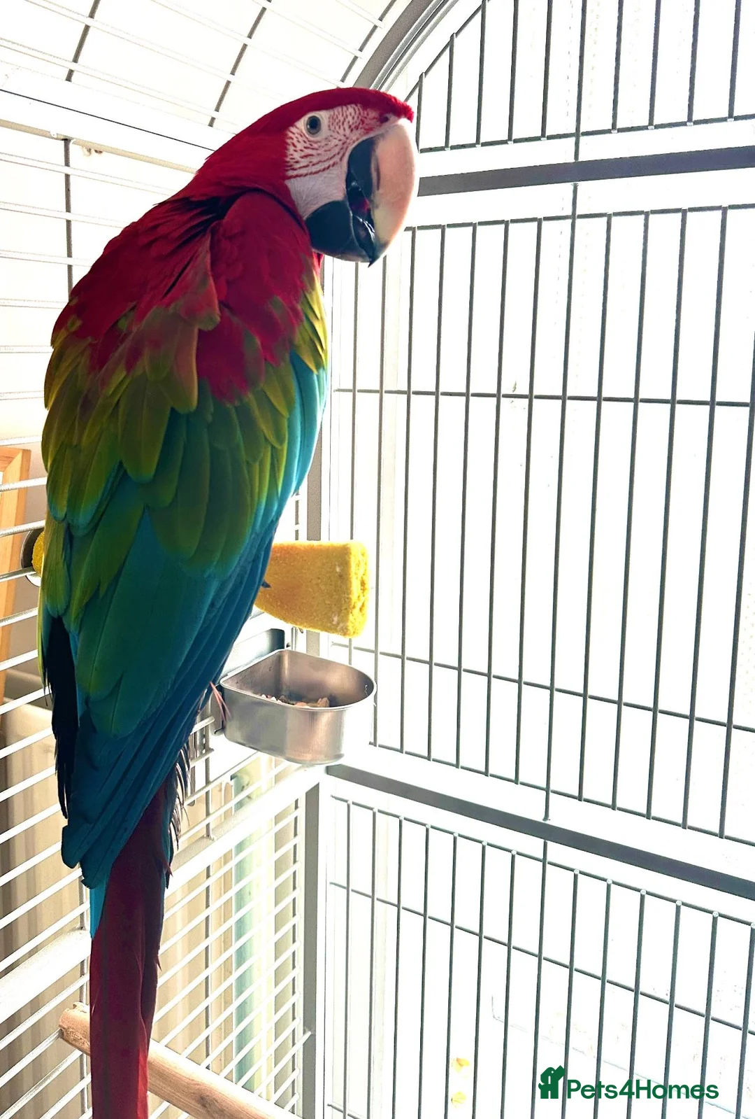 Macaws birds for sale: Male Green-winged Macaw – complete setup in Milton Keynes - Advert 1