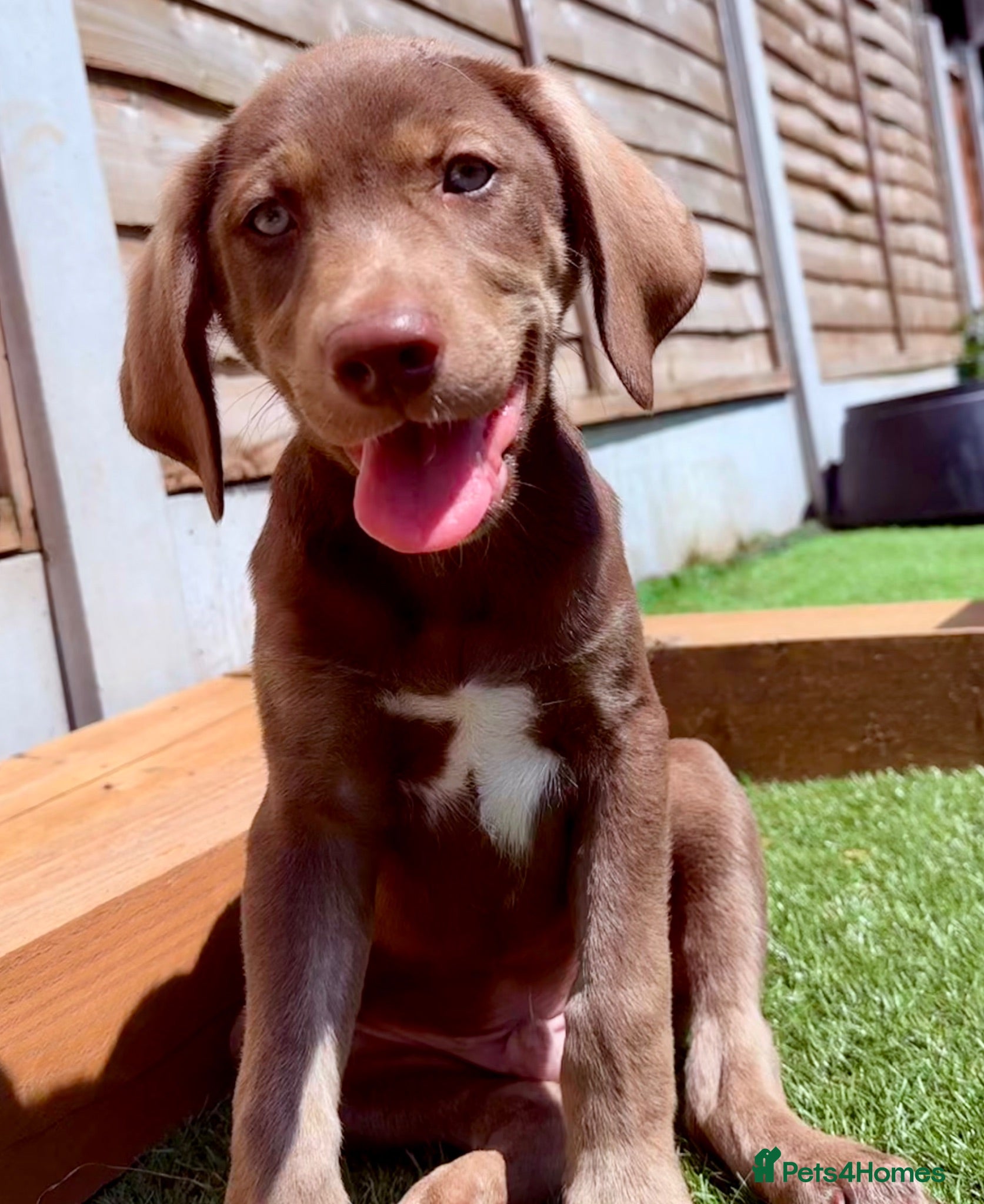 Mixed Breed dogs ❤️ READY GORGEOUS HUSKY SHEPHERD X WEIM BOY PUPPY  - Advert 1