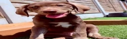 Mixed Breed dogs for sale: ❤️ READY GORGEOUS HUSKY SHEPHERD X WEIM BOY PUPPY  - Advert 1