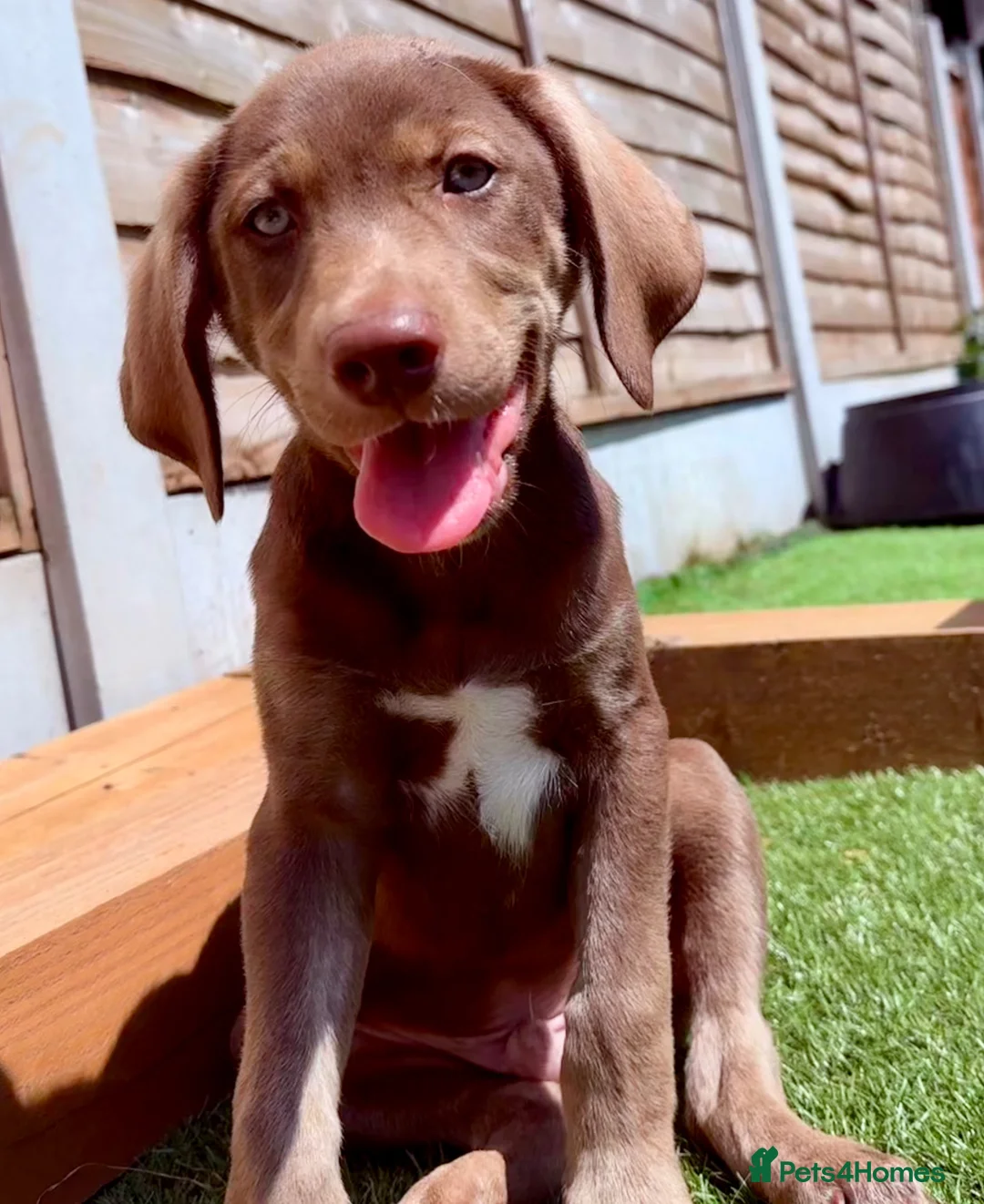 Mixed Breed dogs for sale: ❤️ READY GORGEOUS HUSKY SHEPHERD X WEIM BOY PUPPY  - Advert 1