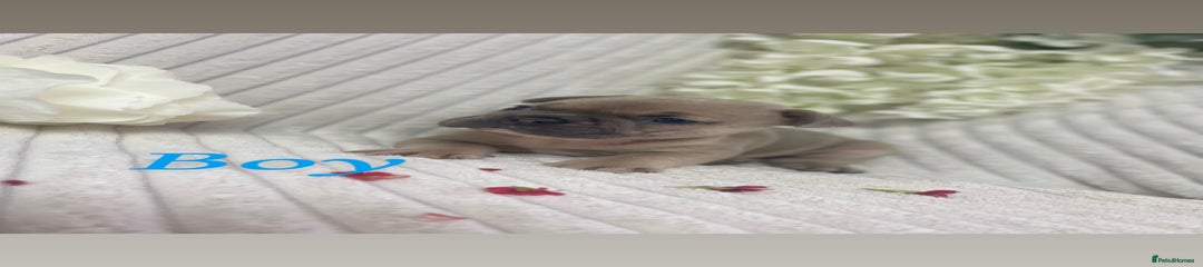 Buddy - Fawn French Bull dog boy 