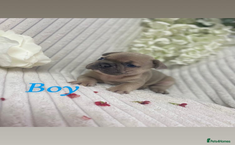 French Bulldog dogs - Advert 5