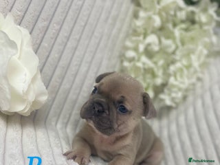 French Bulldog dogs - Advert 4