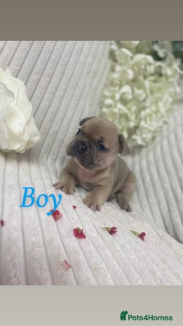 French Bulldog dogs - Advert 5