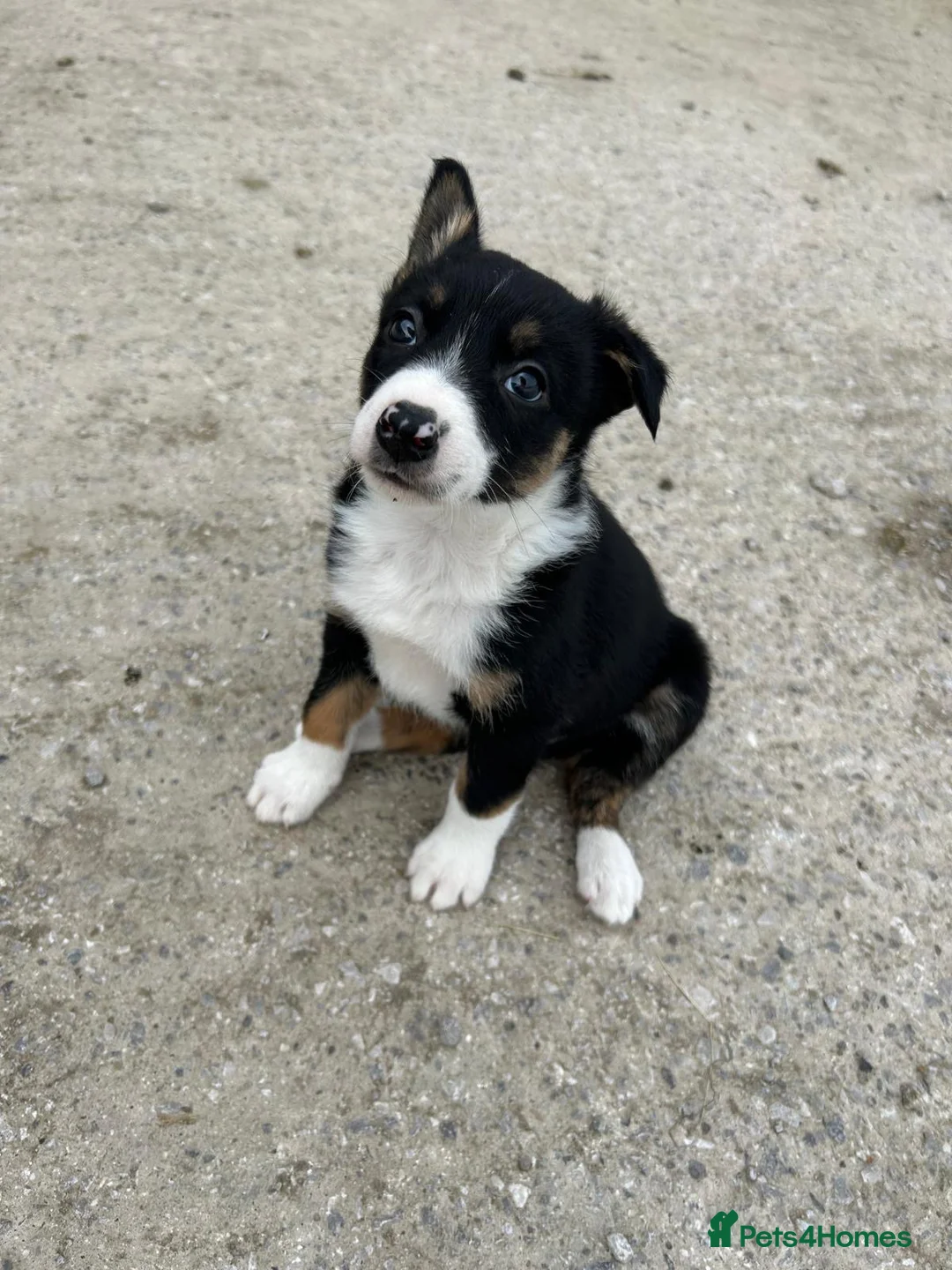 Mixed Breed dogs for sale: 4 pups looking for new homes  - Advert 4