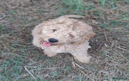 Labradoodle dogs for stud: Beautiful labradoodle for stud - Image 4