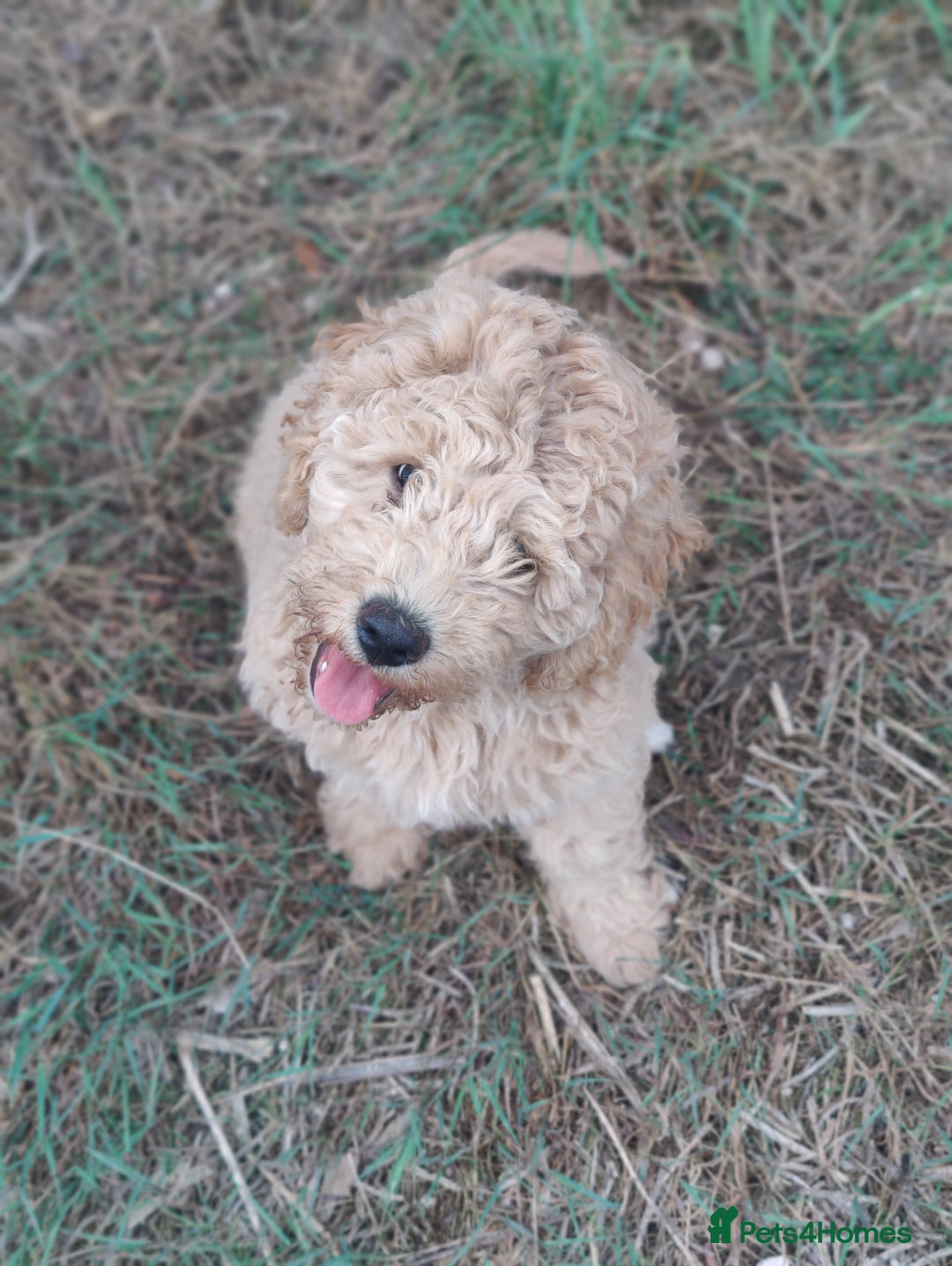 Labradoodle dogs for stud: Beautiful labradoodle for stud - Image 4