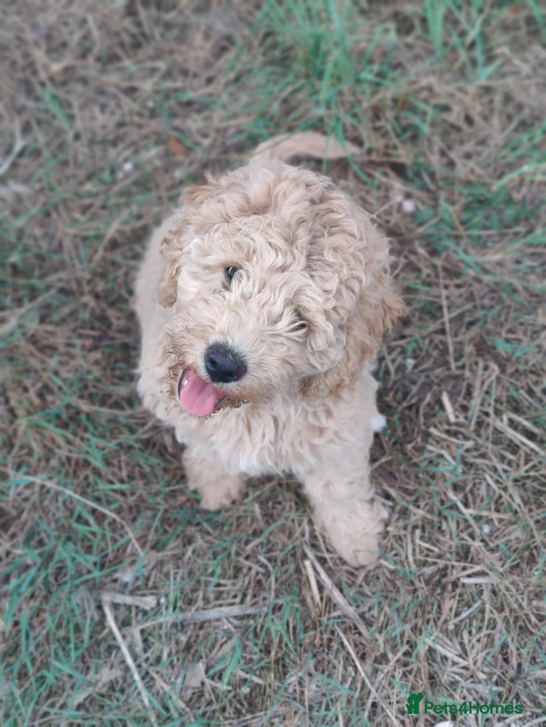 Labradoodle dogs for stud: Beautiful labradoodle for stud - Advert 4