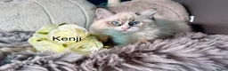 Ragdoll cats for sale: 100 % PURE RAGDOLL KITTENS FIFE REGISTRATION in West Drayton - Advert 11