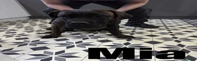 Cane Corso 2 Mia