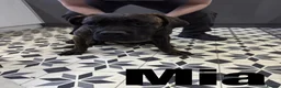 Cane Corso dogs for sale: Cane corso puppies ready for there forever home  in Nelson - Advert 12