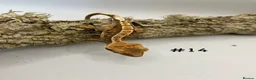 Gecko reptiles for sale: Adult, Juvenile and Lilly White Crested Geckos - Advert 29
