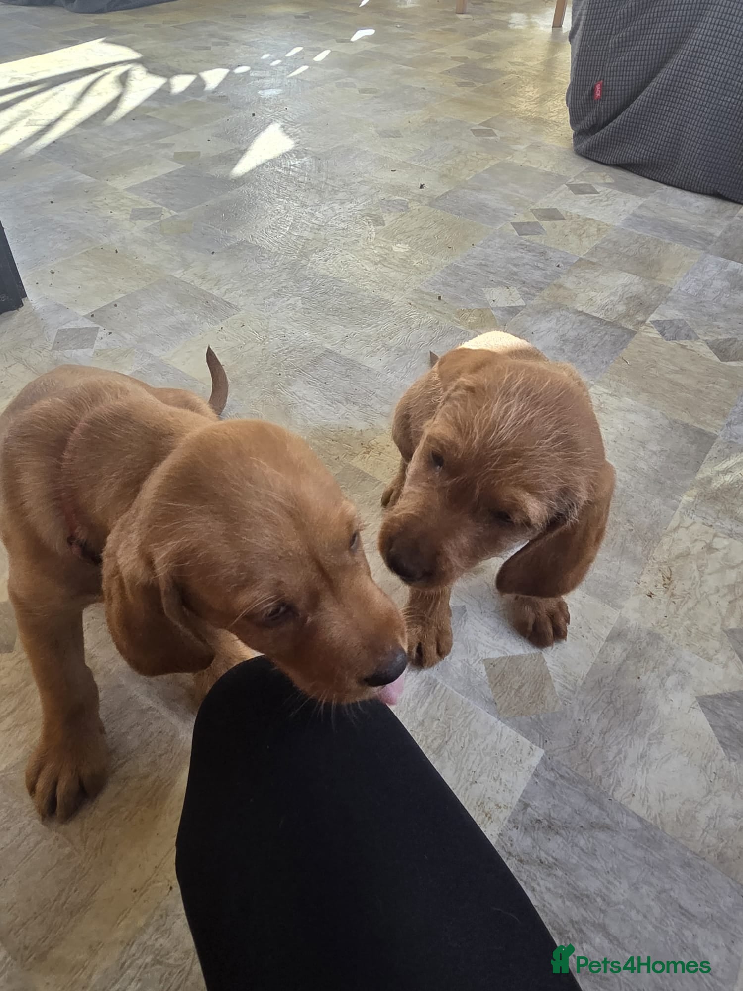 Mixed Breed dogs 2 bitches left Vizslador Puppies  - Advert 2