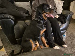 Rottweiler dogs Rottweiler puppy - Advert 1