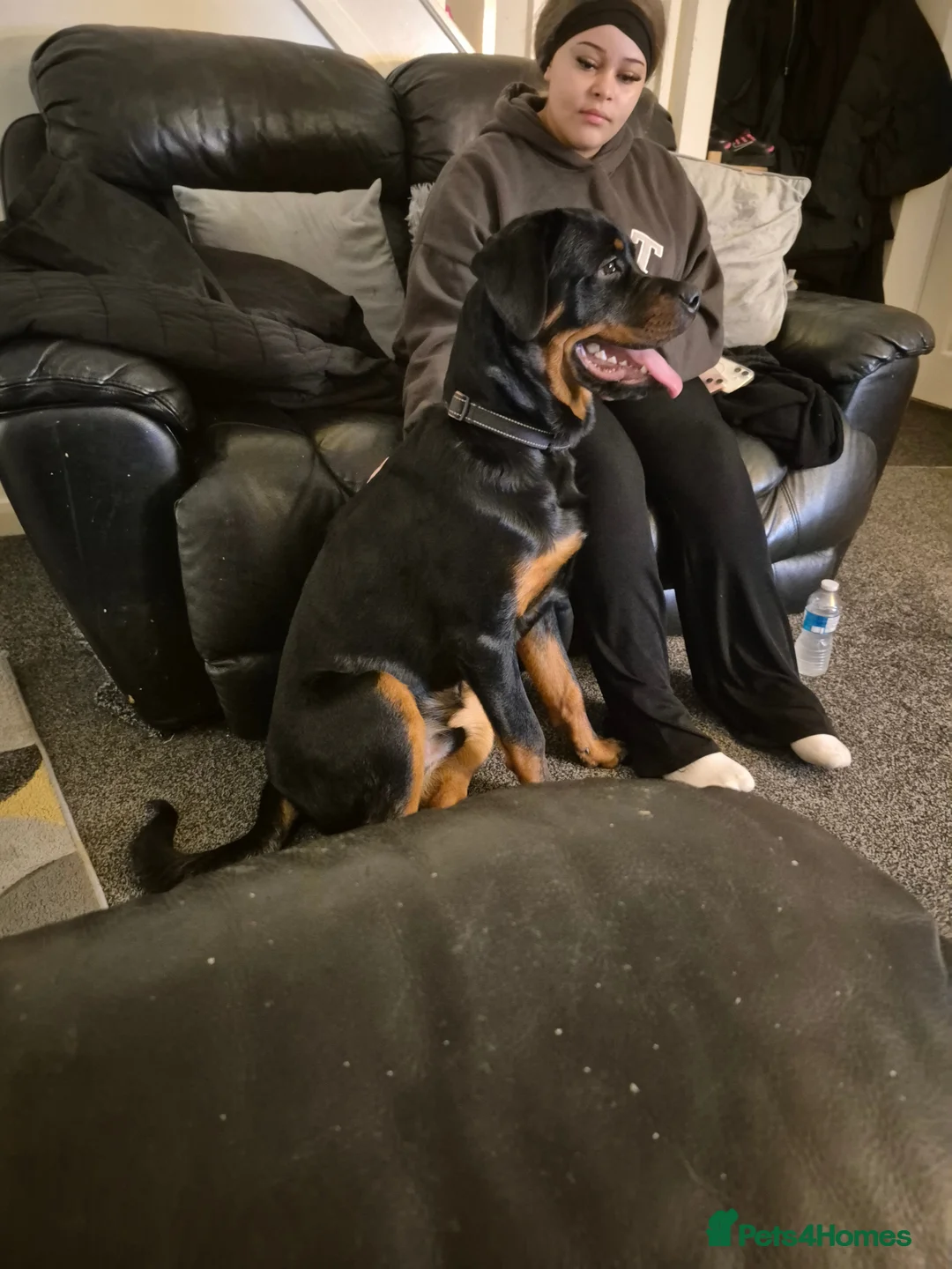 Rottweiler dogs for sale: Rottweiler puppy  - Advert 1