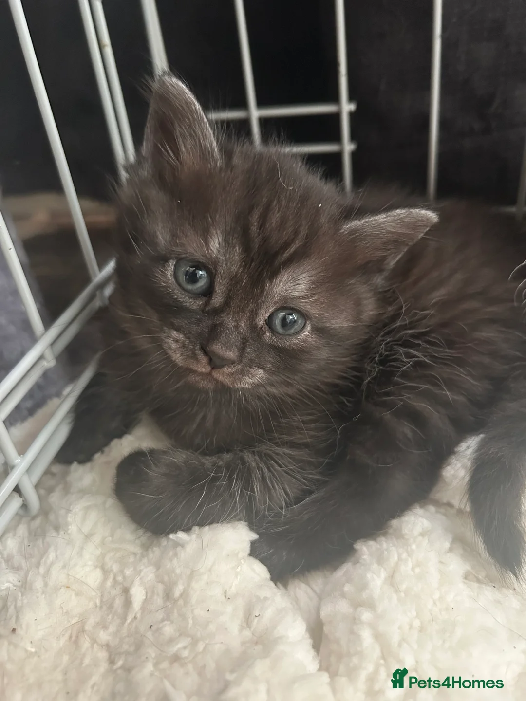 Mixed Breed cats for sale: 3 beautiful kittens. - Advert 4