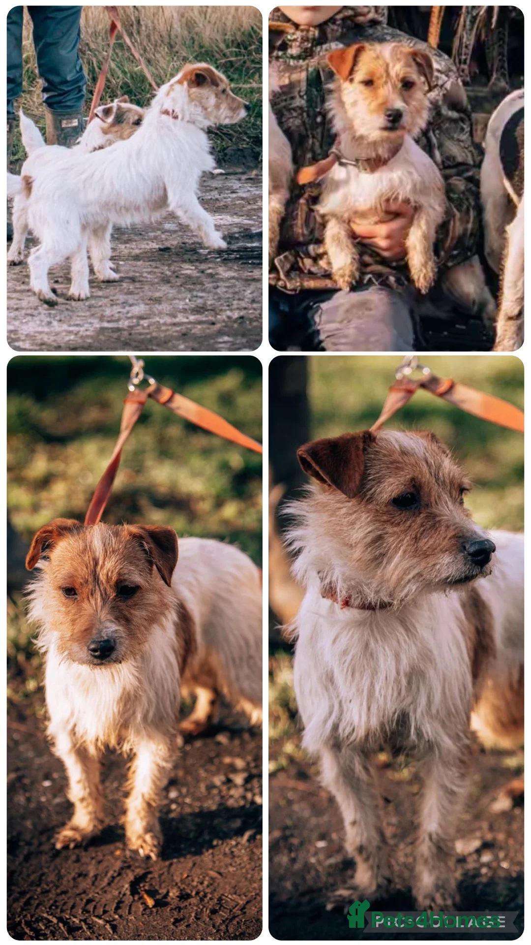Jack Russell dogs for sale: 2 beautiful Jack Russell Puppy for sale  - Advert 1