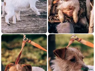 Jack Russell dogs 2 beautiful Jack Russell Puppy for sale - Advert 6