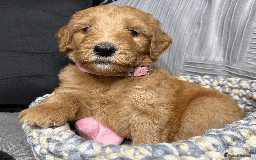 Goldendoodle dogs for sale: F1B Goldendoodle Puppies from a Therapy Dog - Image 5