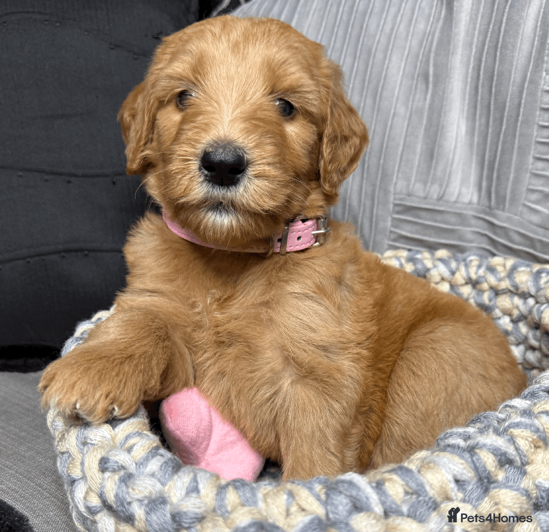 Goldendoodle dogs for sale: F1B Goldendoodle Puppies from a Therapy Dog - Image 5