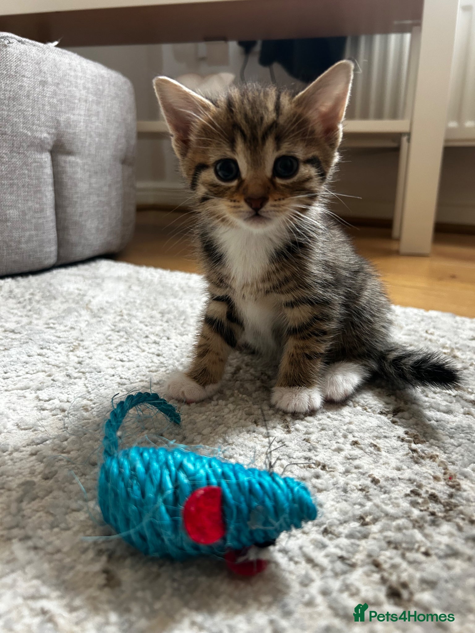 Domestic Shorthair cats Fluffy kittens for sale - Advert 22