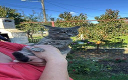 Mixed Breed cats for adoption: Catarina for adoption - Advert 3