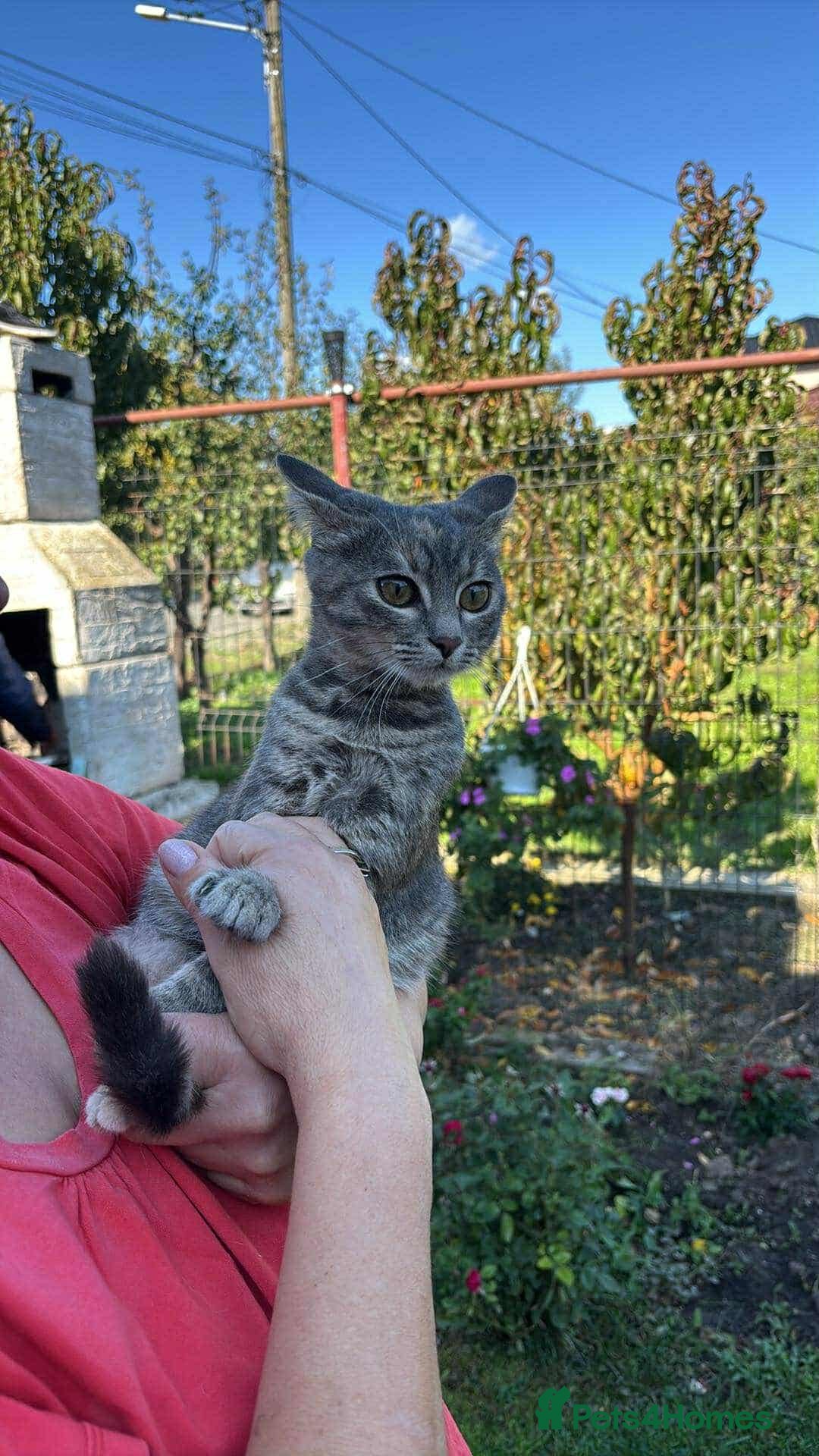 Mixed Breed cats for adoption: Catarina for adoption - Advert 3