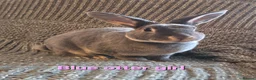 Rex rabbits for sale: Breeding pair of Unrelated mini rex - Advert 4
