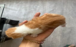 Norwegian Forest Cat cats for sale: Kittens for sale  - Image 8